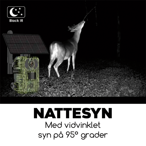 4G Batteri vildt kamera m/solcelle 4MP demo
